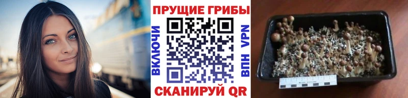 Псилоцибиновые грибы мухоморы  Купить  Дубна 
